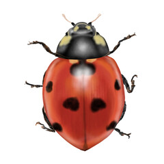 state potato beetle.insect animal antique illustration 