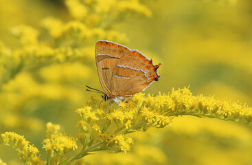 Nierenfleck-Zipfelfalter - Brown hairstreak
