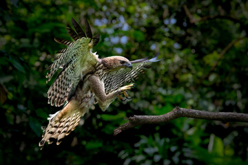 Changeable Hawk-Eagle or Nisaetus cirrhatus