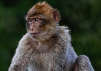 A close up of a juvenile Barbary Macaque (Barbary Ape) 