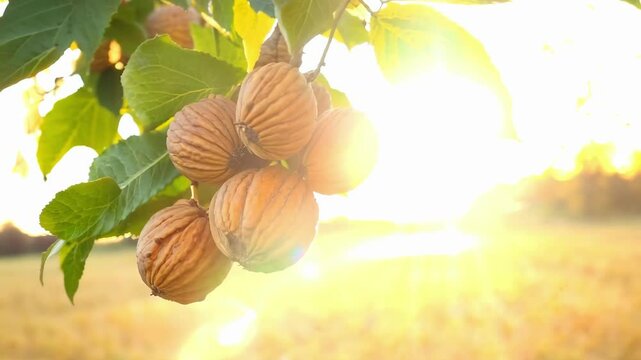 Sunlit walnut orchard with lush trees and ripe walnuts illuminated by gentle sunlight