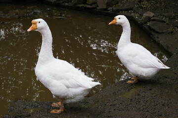 Two white geese standing on mud near a water source in the evening light at a rural farm in autumn