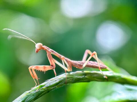 Close up of praying mantis, False garden mantis (Pseudomantis albofimbriata), macro shot of praying mantis in green leaves