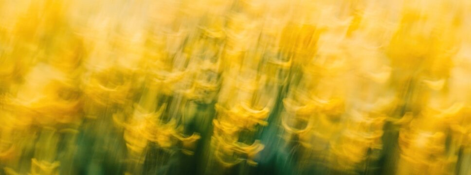 Abstract Blurred Yellow Flowers.
