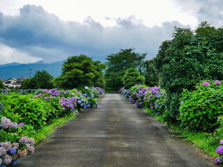 あじさいが彩る田舎道と広がる田園風景