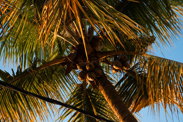 Coconut tree
