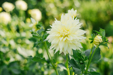 Lemon color flowers dahlia with green leaves at summer