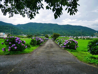 あじさいが彩る田舎道と広がる田園風景