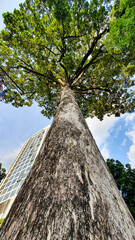 A Giant Tree On Side Road In Ho Chi Minh City, Vietnam.