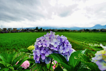 雨上がりに咲くあじさいと緑豊かな田園