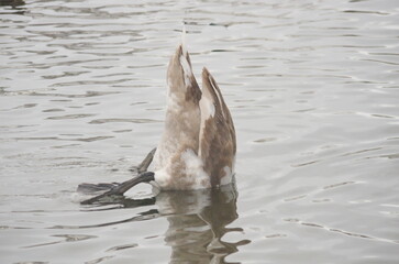 The process of training adult chicks in white swans.