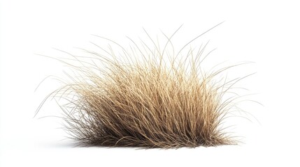 Fototapeta premium Realistic Dry Grass Clump on White Background Ideal for Nature, Landscaping, or Textural Designs in Digital Media and Print Projects