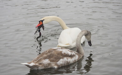 The process of training adult chicks in white swans.