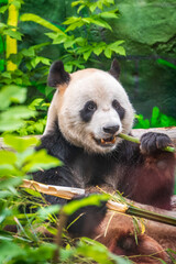 The Giant Panda Bear sits while eating a bamboo stalk