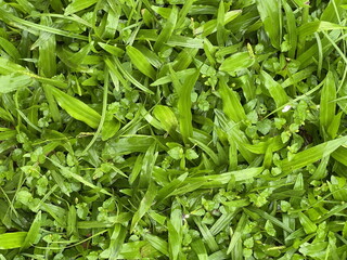 A vibrant, close-up view of lush green grass, showcasing various textures and shades, perfect for nature-themed projects or gardening inspiration.
