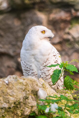 A snowy owl sits on a rock cliff.