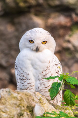 Fototapeta premium A snowy owl sits on a rock cliff.