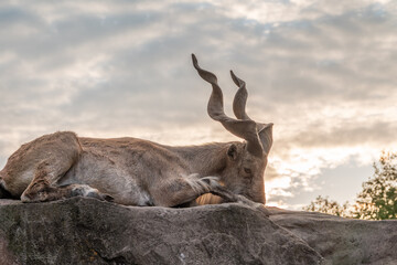 Close-up portrait of Markhor, Capra falconeri, wild goat native to Central Asia, Karakoram and the...
