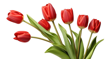 red tulips isolated on a white transparent background