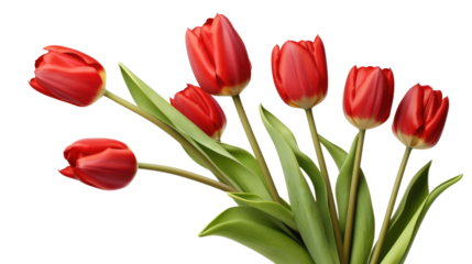 red tulips isolated on a white transparent background
