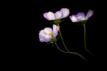 Fototapeta premium three blooming Gesang flowers in a dark background