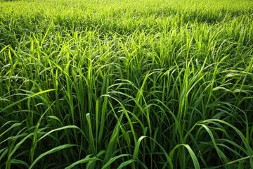 a field of tall green grass blowing in the breeze