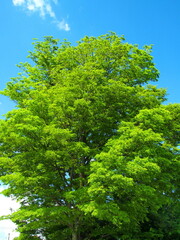 Fototapeta premium 初夏の新緑の欅と青空
