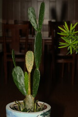 A minimalist cactus sits in a decorative vase, blending nature with interior style. The hardy...