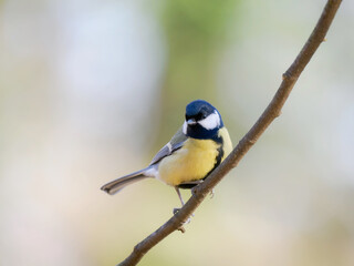 Obraz premium tit sitting on a tree branch against a blurred background