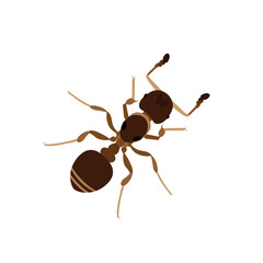 Top view Brown ant isolated on white background. Ant icon vector illustration design.