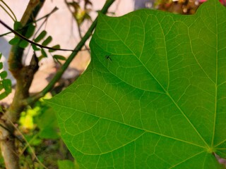 leaf on a tree