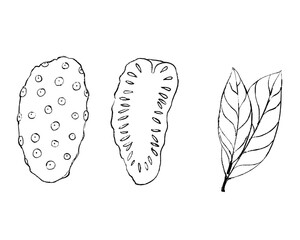 hand drawn illustration of kiwano fruit, doodle of kiwano fruit