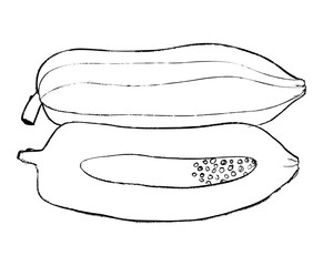 hand drawn illustration of papaya, sketch of papaya, doodle of papaya