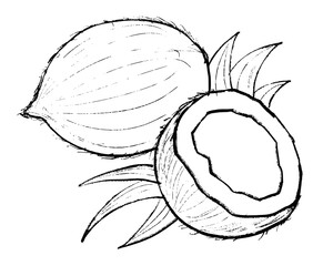 hand drawn illustration of coconut, sketch of coconut, doodle of coconut