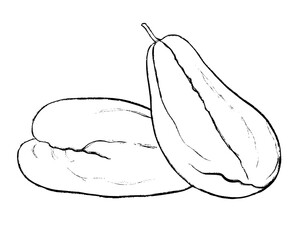 hand drawn illustration of Chayote Squash, sketch of Chayote Squash, doodle of Chayote Squash