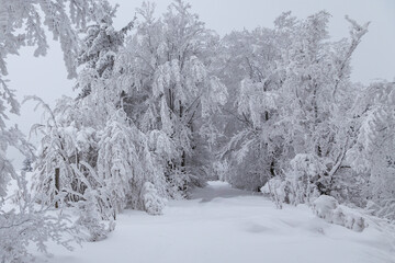 Road in the winter forest covered by snow and fir
