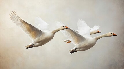 Fototapeta premium Three Graceful White Geese in Flight