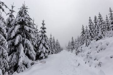 Road in the winter forest covered by snow and fir