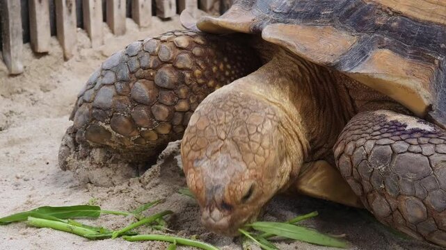 Large brown sea turtle in its natural habitat