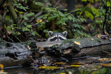 Obraz premium A raccoon peeks out from behind a fallen log in a forest stream, A curious raccoon peeking out from behind a fallen log