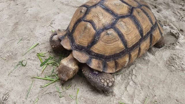 Large brown sea turtle in its natural habitat