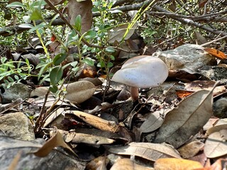 mushroom in forest