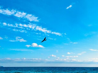 Fototapeta premium bird flies over te sea