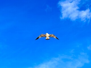 seagull in flight
