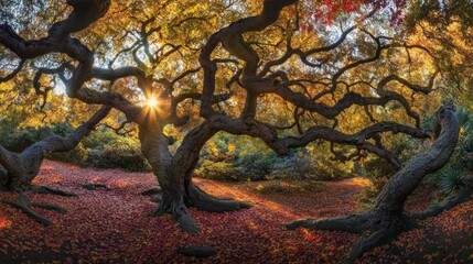 Naklejka premium Majestic autumn trees with vibrant foliage and sunlight.