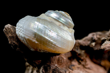 Iridescent Sea Snail on Driftwood