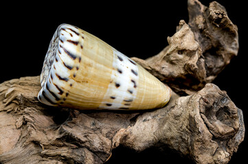 Conus Mustelinus Shell on Driftwood