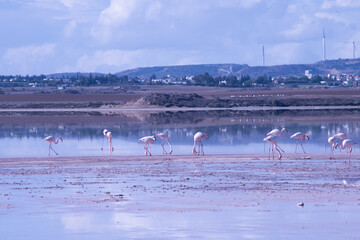 Naklejka premium Larnaca, Salt Lake, flamingos, mosque, Hala Sultan Tekke, Cyprus, birds, water, nature, migratory, wildlife, serenity, reflection, Larnaca Salt Lake, historical, sanctuary, wetland, cultural, seascape