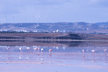 Larnaca, Salt Lake, flamingos, mosque, Hala Sultan Tekke, Cyprus, birds, water, nature, migratory,...