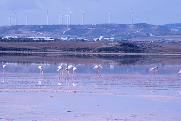 Larnaca, Salt Lake, flamingos, mosque, Hala Sultan Tekke, Cyprus, birds, water, nature, migratory, wildlife, serenity, reflection, Larnaca Salt Lake, historical, sanctuary, wetland, cultural, seascape